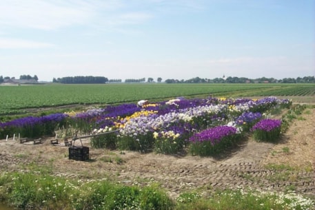 Hybriding Iris